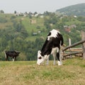 Cow in Carpathian mounts