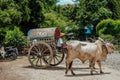 Cow carriage or local Myanmar taxi at Hsinbyume Pagoda in Mingun, Sagaing region near Mandalay. landmark and popular for tourists