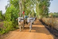 Cow carriage taxi for tourists near the the village Kampong Tralach Leu in Cambodia