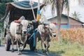 Cow cart or Gerobak Sapi with two white oxen pulling wooden cart with hay on road in Indonesia attending Gerobak Sapi Festival. Royalty Free Stock Photo