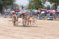 Cow cart racing festival in Thailand Royalty Free Stock Photo