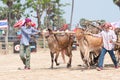 Cow cart racing festival in Thailand Royalty Free Stock Photo