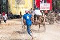 Cow cart racing festival in Thailand Royalty Free Stock Photo