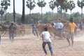 Cow cart racing festival in Thailand Royalty Free Stock Photo