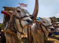 The cows of Gerobak Sapi Festivals Royalty Free Stock Photo