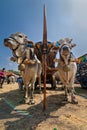 The cows of Gerobak Sapi Festivals