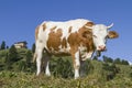 Cow and castle Schachen Royalty Free Stock Photo