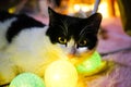 Cow cat black and white cat under indoor lights