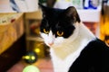 Cow cat black and white cat under indoor lights