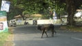 cow as a sacred animal in India