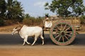 cow as a sacred animal in India
