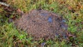Cow or cattle dung in a winter field Royalty Free Stock Photo