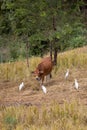 The cow with cattle egrets surrounded in a farm and tree Royalty Free Stock Photo