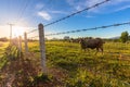 Cow Cattle in Farm Royalty Free Stock Photo