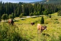 Cow cattle on the grassy hillside meadow Royalty Free Stock Photo