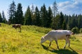 Cow cattle on the grassy hillside meadow Royalty Free Stock Photo