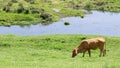 Cow cattle Royalty Free Stock Photo