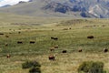 cow and cattle husbandry in Argentinia Royalty Free Stock Photo