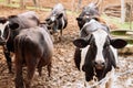 Cow cattles in local dairy farm in Thailand