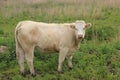 The cow, Charolais is standing in the grassland at the countryside in the late spring. Royalty Free Stock Photo