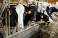 Cow chewing food on farm