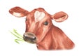 The cow is chewing on a grass. Portrait of a cow with a heart-shaped spot on its forehead. The head of a cow without Royalty Free Stock Photo