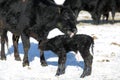 A cow cleans her newborn calf. Royalty Free Stock Photo