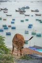 Cow on a cliff top overlooking the fishing boats of Mui Ne, Vietnam Royalty Free Stock Photo