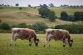 Cow Cloning Royalty Free Stock Photo