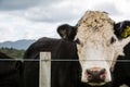 Cow close up Royalty Free Stock Photo