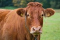 Cow close up - Limousin breed