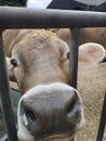 A Cow Close Up Looking Thtough A Gate Royalty Free Stock Photo