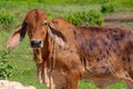Cow close up suffering from Lumpy skin disease Royalty Free Stock Photo