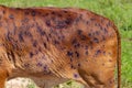 Cow close up suffering from Lumpy skin disease Royalty Free Stock Photo