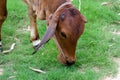 Cow close up suffering from Lumpy skin disease on mouth and body, in Thailand