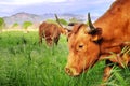 Cow closeup grazing on green meadow.