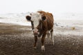 Cow closeup Mongolia