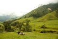 Cow in Cocora Valley Royalty Free Stock Photo