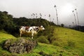 Cow in Cocora valley, Cordiliera Central, Salento, Colombia
