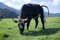 Cow on Colombian mountains