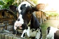 Cow color Dolmatinsky. a man feeds a cow. Agriculture. livestock. feeding cattle. farming