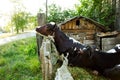 Cow color Dolmatinsky. a man feeds a cow. Agriculture. livestock. feeding cattle. farming