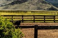 Cow In The Corral On A Beautiful Spring Day