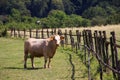 Cow in the corral