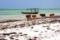 Cow costline boat pirague in the blue lagoon relax africa