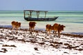 Cow costline boat pirague in the blue lagoon relax of zanzibar