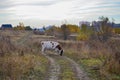 Cow on a country road. Autumn landscape. Russia Royalty Free Stock Photo