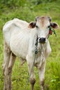 Cow in countryside, Thailand. Royalty Free Stock Photo