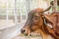 Cow in the countryside zoo. Royalty Free Stock Photo