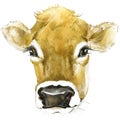 Cow. Cow watercolor illustration. Milking Cow Breed.